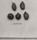 Click for 1 image(s) for this accession. FRUIT